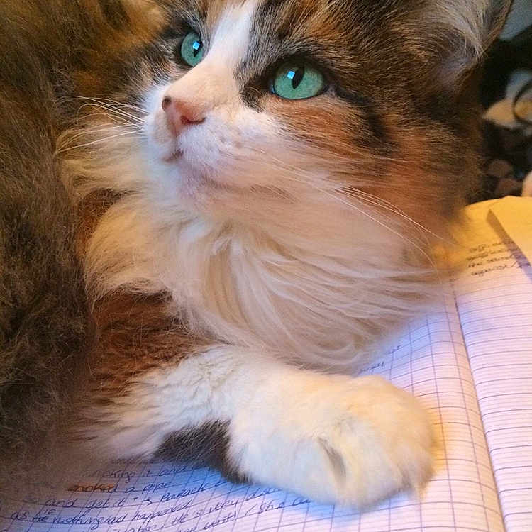 Minette