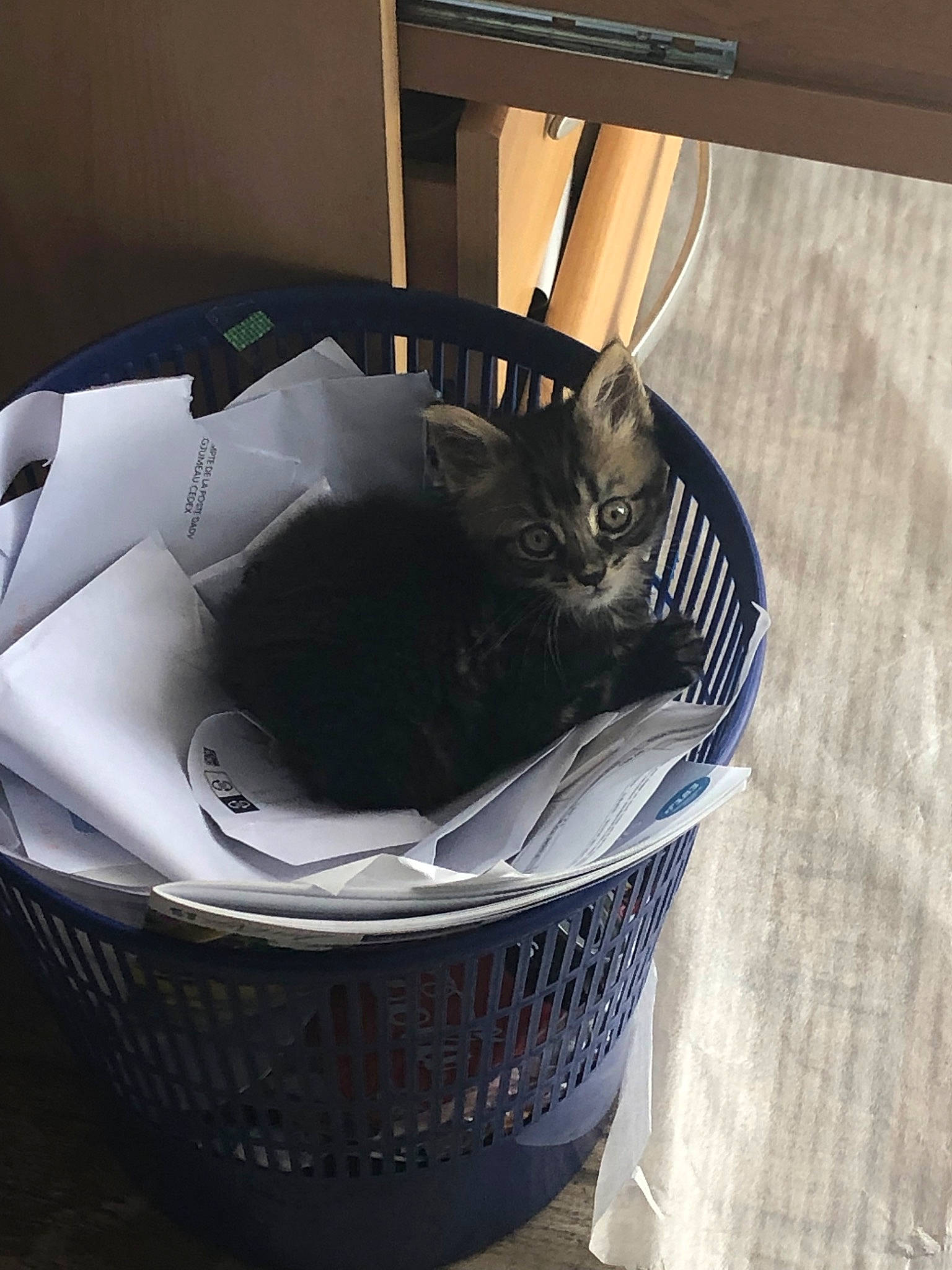 Chiffon a rejoint le concours — aidez-le/la à gagner de superbes lots ! basket, bucket, cat, felidae, metal, waste_container