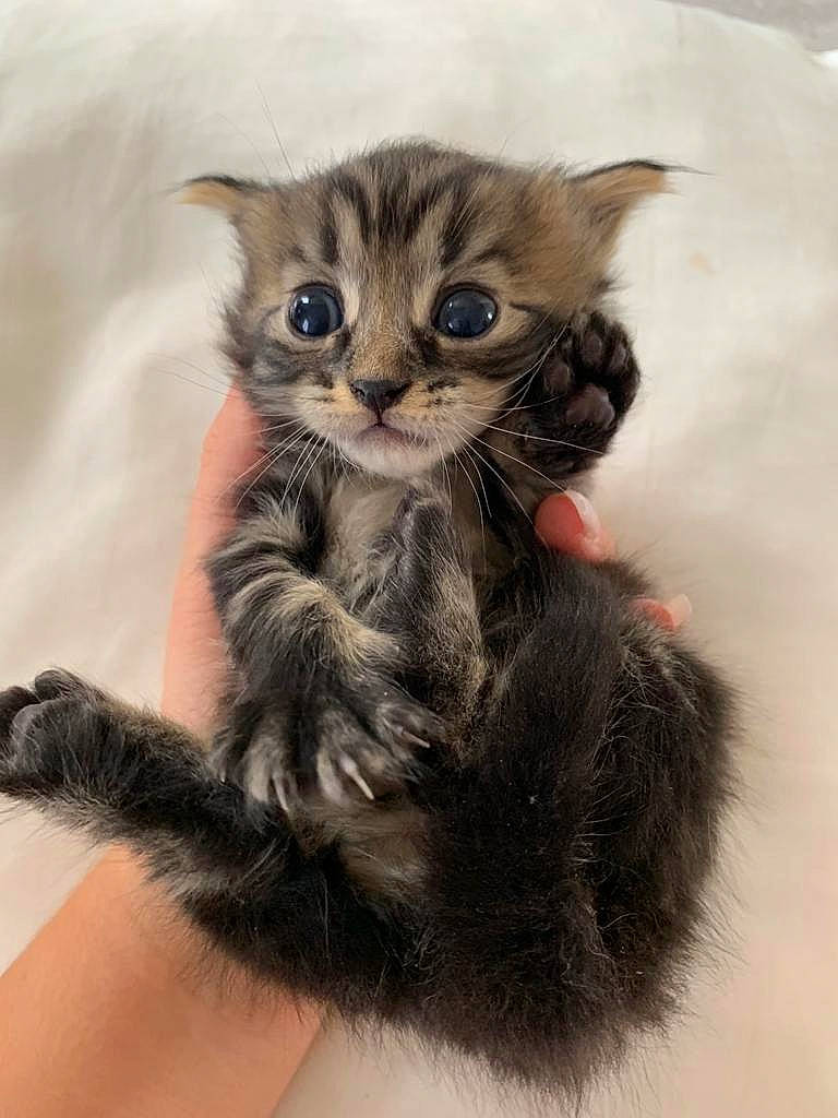 Chiffon a rejoint le concours — aidez-le/la à gagner de superbes lots ! american_curl, asian, carnivore, cat, claw, fawn, felidae, fur, kitten, maine_coon, mammal, norwegian_forest_cat, paw, pixie_bob, polydactyl_cat, siberian, small_to_medium_sized_cats, tabby_cat, vertebrate, whiskers