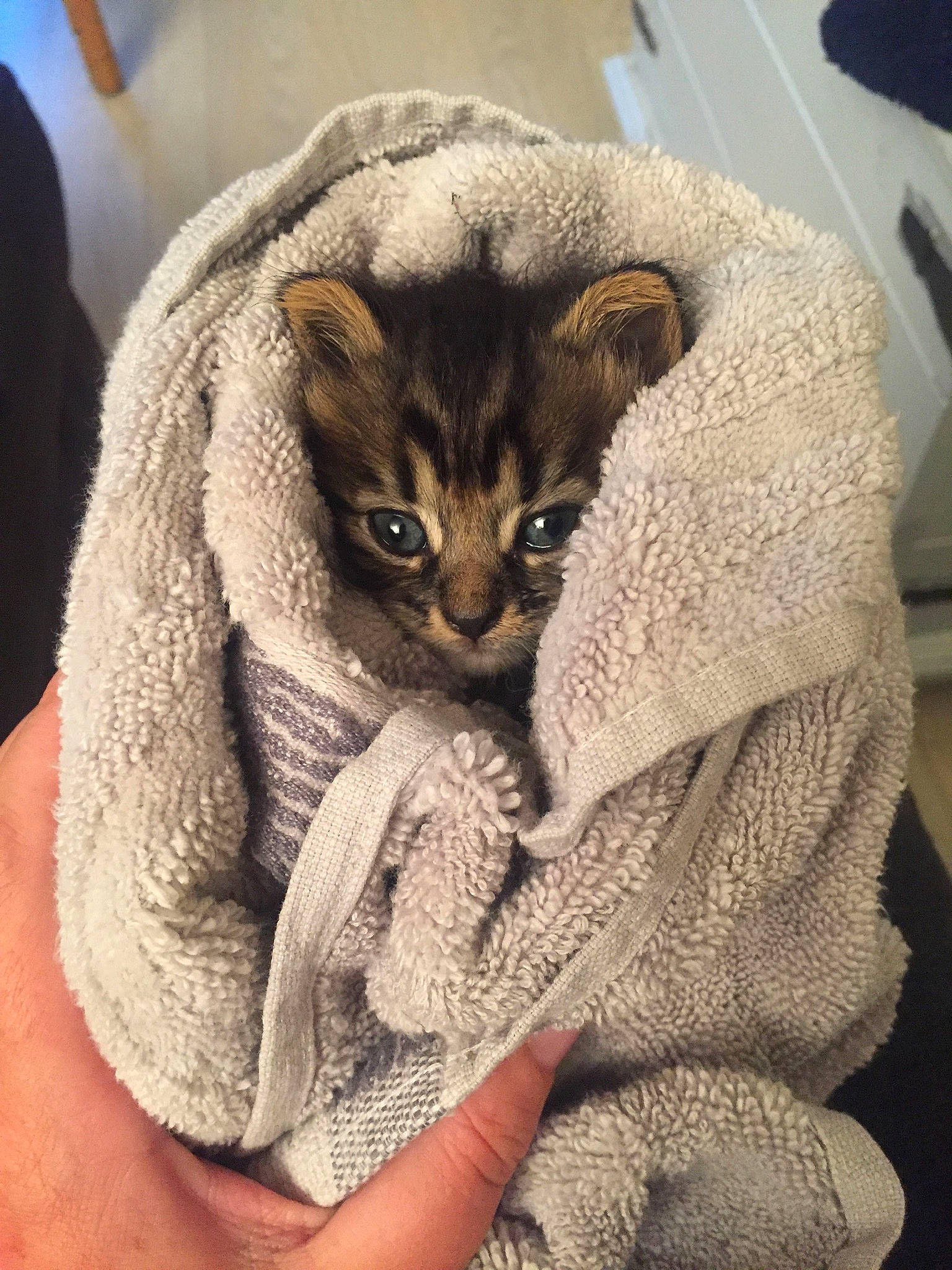 Chiffon participe au concours pour gagner de l'argent avec cette photo : asian, carnivore, cat, chausie, fawn, felidae, pixie_bob, singapura, small_to_medium_sized_cats, whiskers