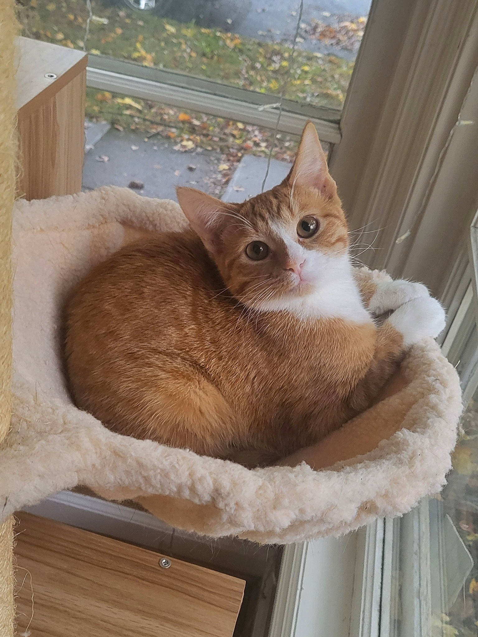 Beanie is registered to the contest to win money with this photo: box, carnivore, cat, cat_supply, chair, comfort, domestic_short_haired_cat, fawn, felidae, fur, hardwood, pet_supply, plant, small_to_medium_sized_cats, snout, tail, tree, whiskers, window, wood