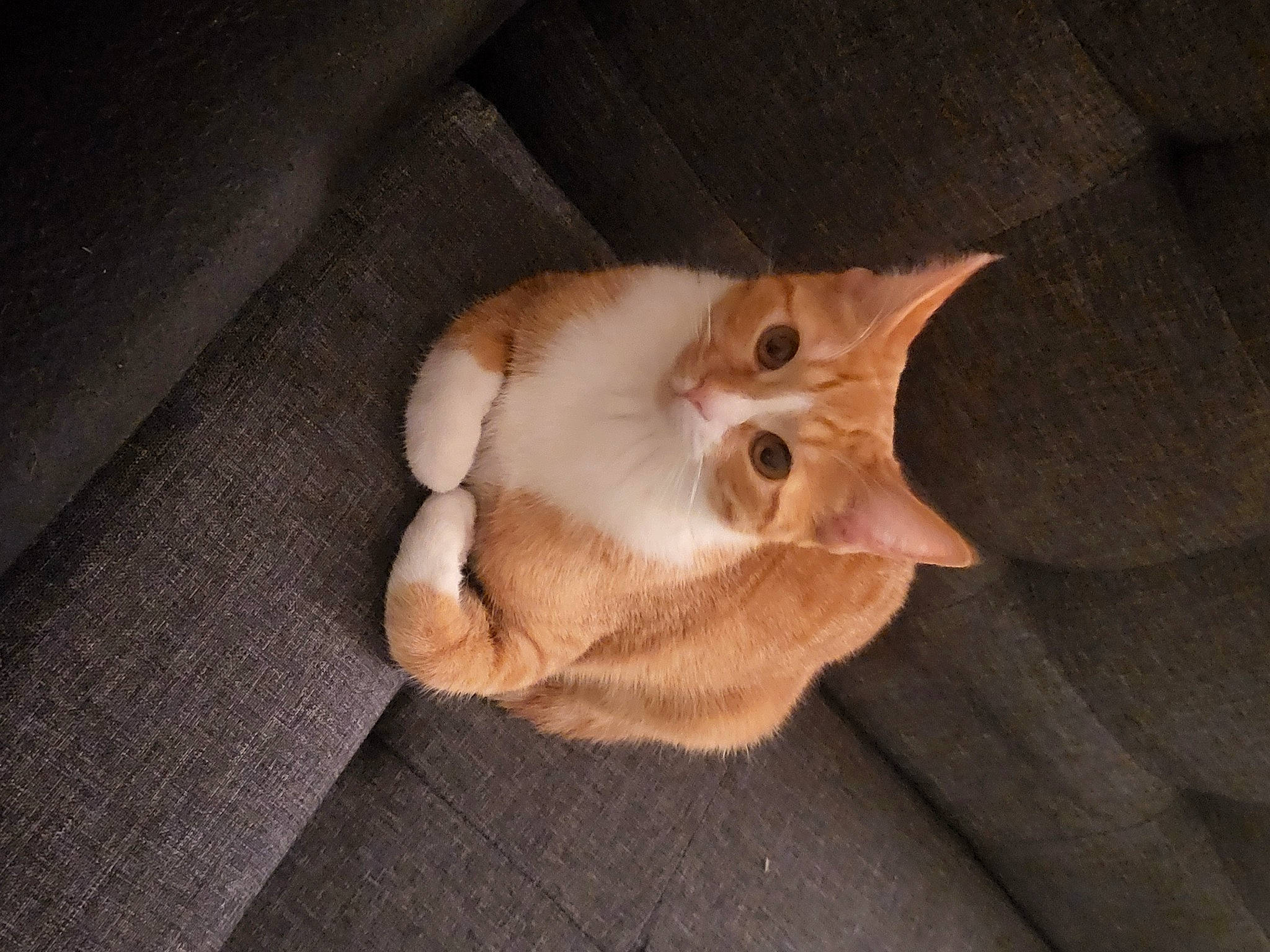 Beanie is registered to the contest to win money with this photo: canidae, carnivore, cat, comfort, companion_dog, devon_rex, dog_breed, domestic_short_haired_cat, fawn, felidae, flooring, fur, hardwood, linens, paw, small_to_medium_sized_cats, snout, tail, whiskers, wood