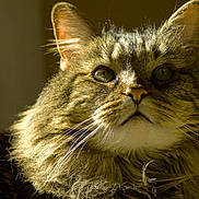 Jake is registered to the contest to win money with this photo: animal, cat, close_up, cute, domestic_cat, ears, eyes, face, feline, fluffy, fur, golden, indoor, looking_up, majestic, mammal, pet, portrait, sunlight, whiskers