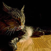 Jake joined the competition — help win amazing prizes! cat, tabby, grooming, tongue, whiskers, wooden_floor, sunlight, shadow, pet, feline, indoor, relaxing, animal, closeup, paw, fur, quiet, home, resting, domestic_cat