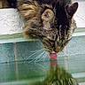 Jake is registered to the contest to win money with this photo: animal, cat, close_up, curious, drinking, feline, fur, head, mammal, nature, outdoor, pet, reflection, surface, tabby, texture, tongue, tongue_out, water, whiskers