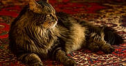 Jake joined the competition — help win amazing prizes! animal, cat, cozy, domestic_cat, feline, fluffy_fur, indoor, long_hair, lying_down, oriental_rug, patterned_rug, paws, pet, red_rug, relaxed, resting, side_view, soft_lighting, tabby_cat, whiskers