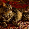 animal, cat, cozy, domestic_cat, feline, fluffy_fur, indoor, long_hair, lying_down, oriental_rug, patterned_rug, paws, pet, red_rug, relaxed, resting, side_view, soft_lighting, tabby_cat, whiskers