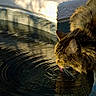 Jake joined the competition — help win amazing prizes! animal, calm, cat, closeup, drinking, edge, feline, fur, nature, outdoor, pet, pool, quiet, reflection, ripple, sunlight, tabby_cat, texture, tongue, water