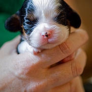 Charlotte joined the competition — help win amazing prizes! animal, black_and_white, brown, close_up, cute, dog, face, fluffy, fur, hand, holding, indoors, newborn, nose, pet, portrait, puppy, sleepy, small, soft_lighting