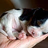 Charlotte is registered to the contest to win money with this photo: adorable, animal, black_and_white, close_up, cuddly, dogs, fur, hand, indoors, litter, newborn, palm, pet, pink_paws, portrait, puppies, sleeping, soft_focus, tiny, warm_lighting