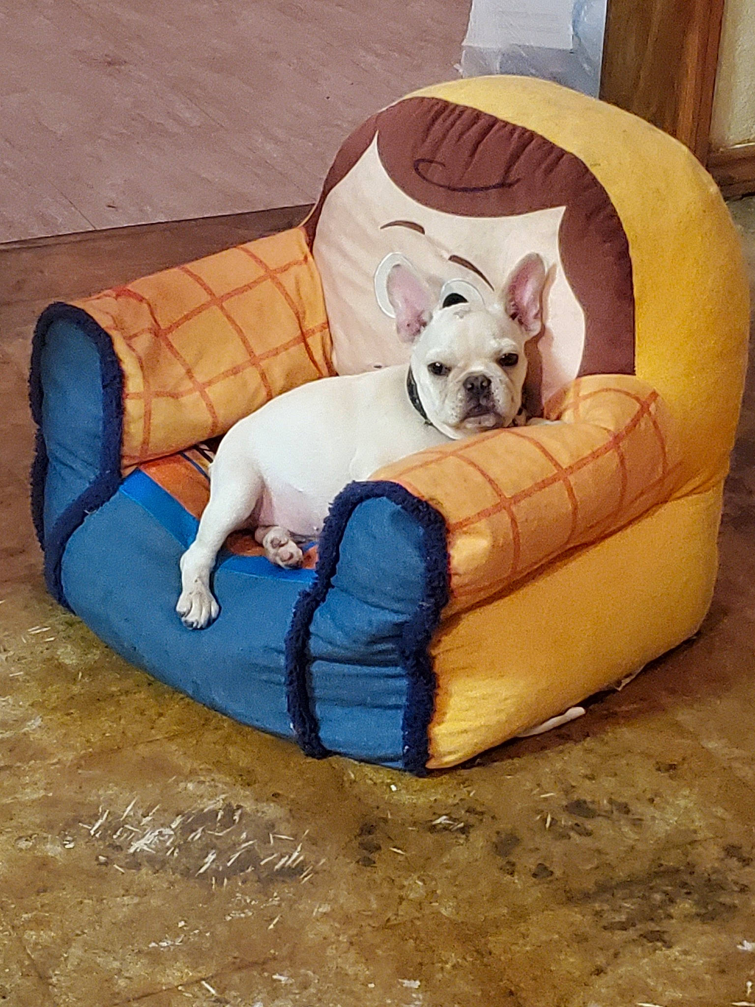 Julius joined the competition — help win amazing prizes! canidae, carnivore, chair, companion_dog, dog, dog_bed, dog_breed, fawn, french_bulldog, furniture, mammal, non_sporting_group