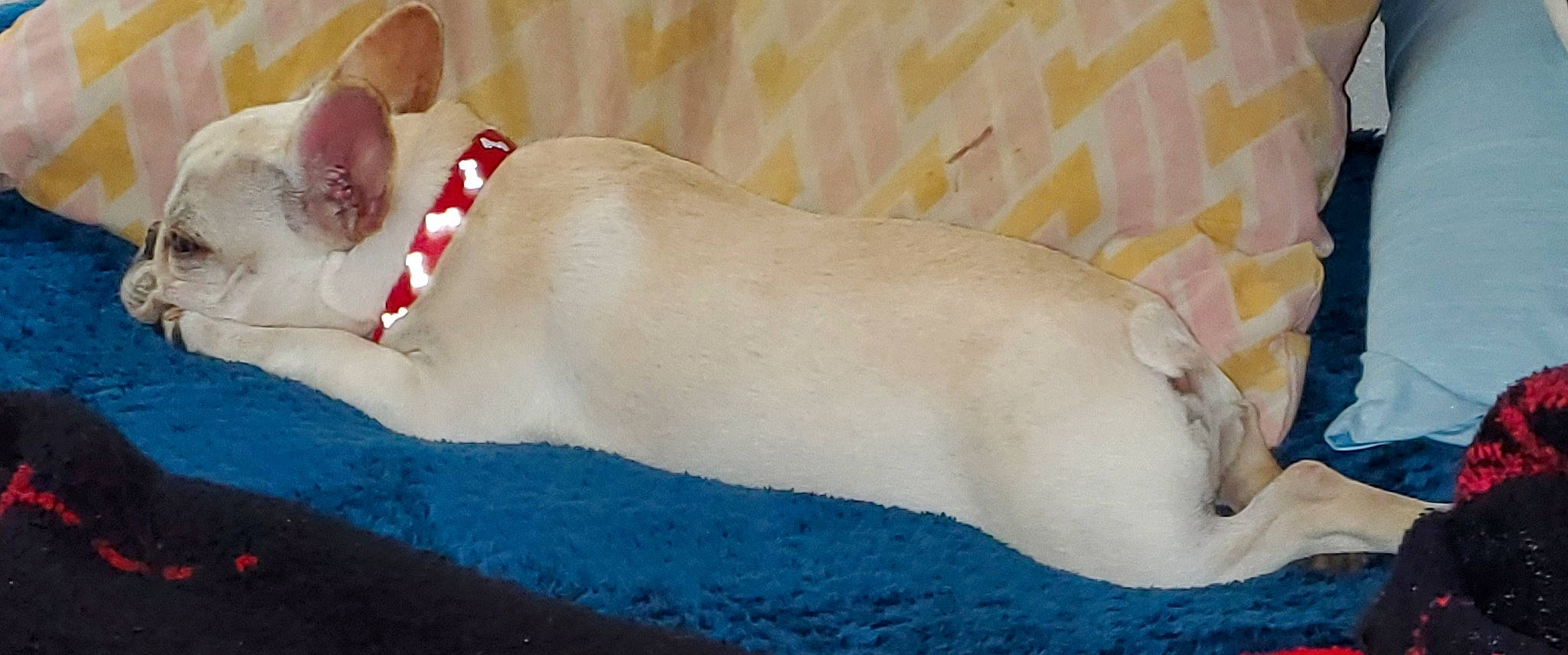 Julius is registered to the contest to win money with this photo: canidae, carnivore, dog, dog_breed, fawn, french_bulldog, non_sporting_group, sporting_group, tail