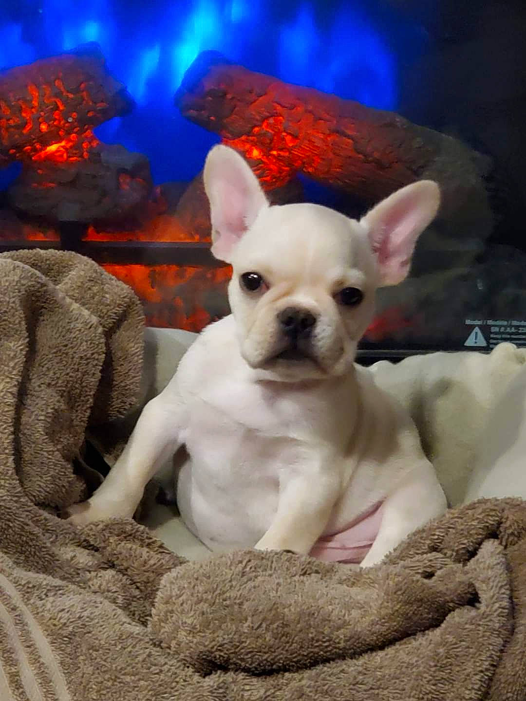 Julius is registered to the contest to win money with this photo: canidae, carnivore, companion_dog, dog, dog_breed, fawn, french_bulldog, mammal, non_sporting_group, puppy, snout, toy_bulldog, vertebrate, whiskers