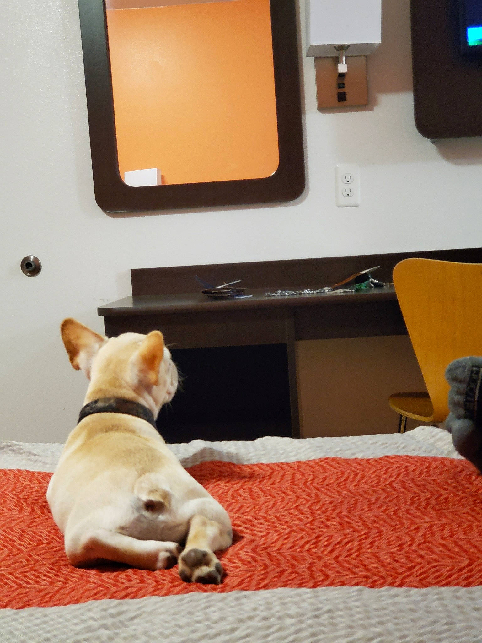 Julius joined the competition — help win amazing prizes! bulldog, canidae, carnivore, carpet, comfort, companion_dog, dog, dog_breed, electronic_device, fawn, floor, flooring, french_bulldog, furniture, non_sporting_group, paw, puppy, room, snout, technology