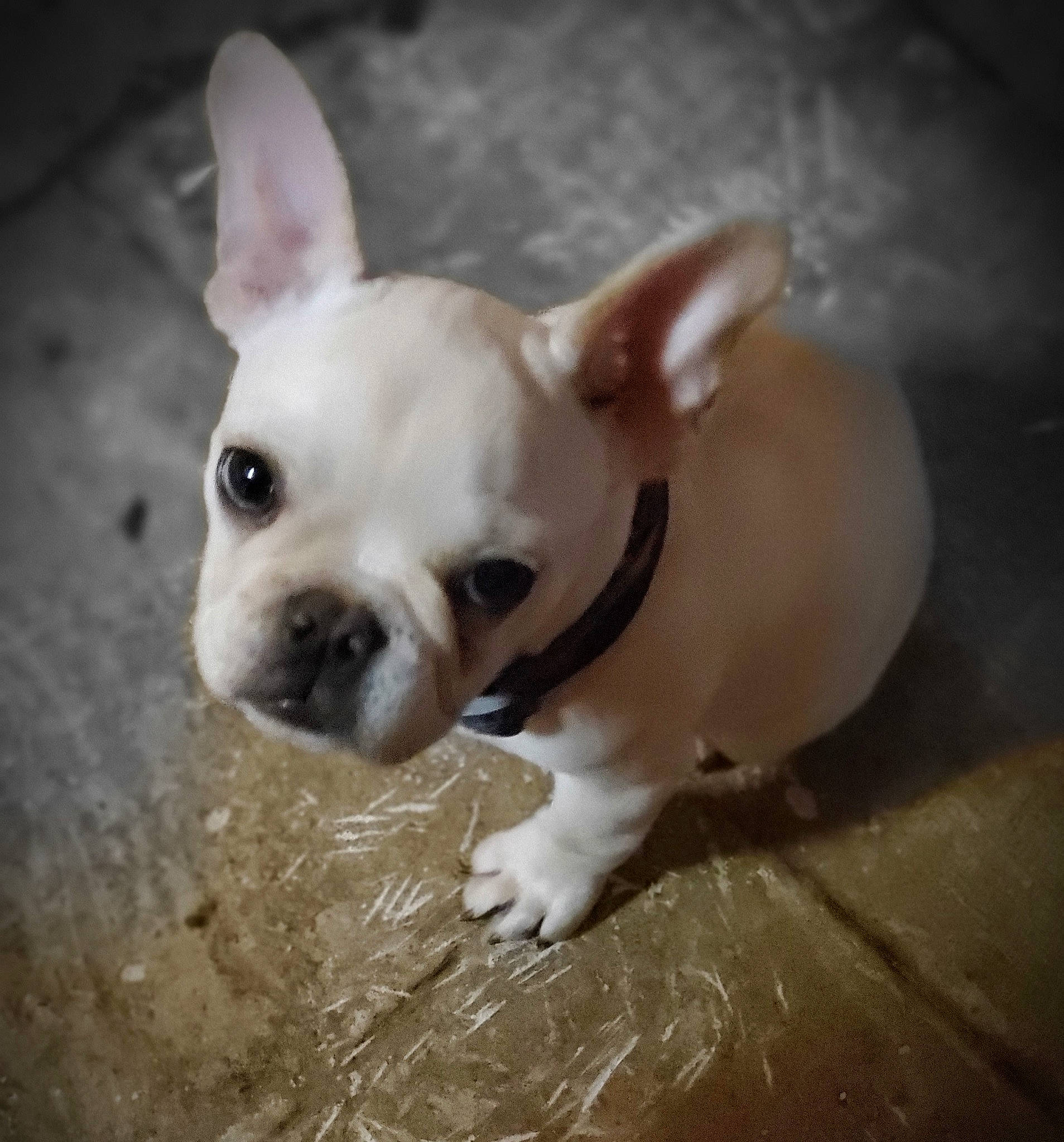 Julius joined the competition — help win amazing prizes! bulldog, canidae, carnivore, companion_dog, dog, dog_breed, ear, eye, fawn, french_bulldog, mammal, non_sporting_group, nose, puppy, puppy_love, rare_breed_dog, skin, snout, toy_bulldog, vertebrate