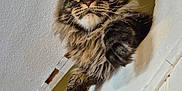 Timmy participe au concours pour gagner de l'argent avec cette photo : cat, maine_coon, long_hair, whiskers, pointy_ears, paw, indoor, ceiling, wall, doorway, ledge, curious, portrait, closeup, fuzzy, stare, pet, domestic_cat, household, sitting