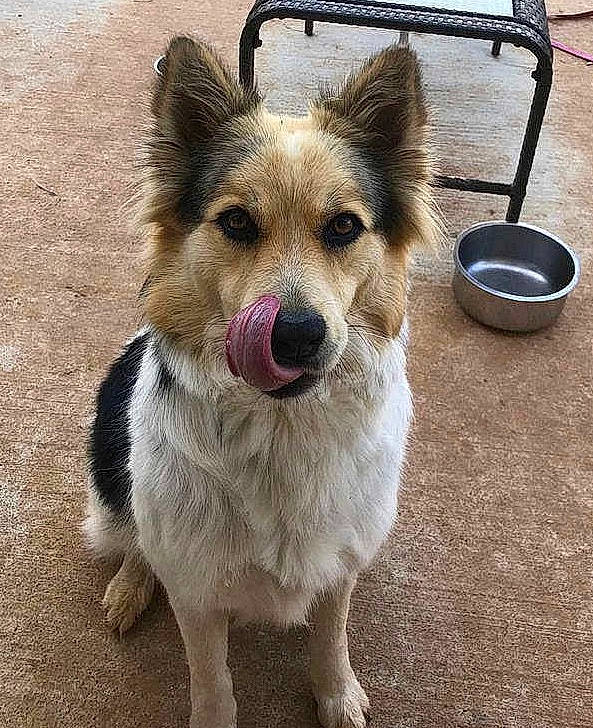 Julie joined the competition — help win amazing prizes! border_collie, canidae, carnivore, companion_dog, dog, dog_breed, ear, mammal, pembroke_welsh_corgi, rare_breed_dog, snout, vertebrate, welsh_corgi, working_dog