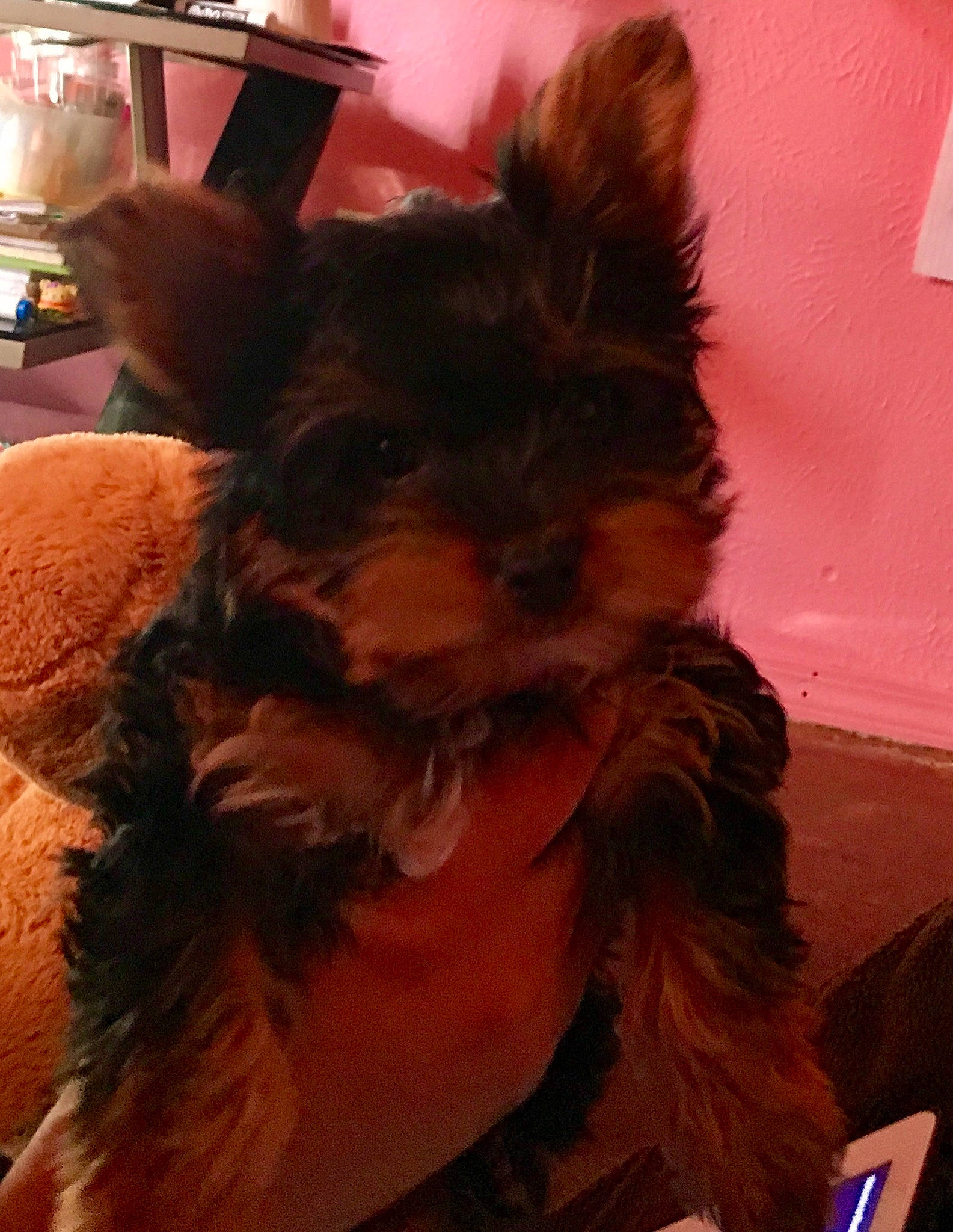 Jack is registered to the contest to win money with this photo: australian_silky_terrier, cairn_terrier, canidae, carnivore, companion_dog, dog, dog_breed, ear, fawn, liver, mammal, morkie, puppy, small_terrier, snout, terrier, toy_dog, vertebrate, yorkshire_terrier