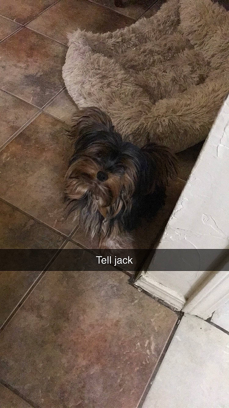 Jack joined the competition — help win amazing prizes! cairn_terrier, canidae, carnivore, dog, dog_breed, fawn, floor, flooring, liver, shih_tzu, small_terrier, terrier, toy_dog, yorkshire_terrier