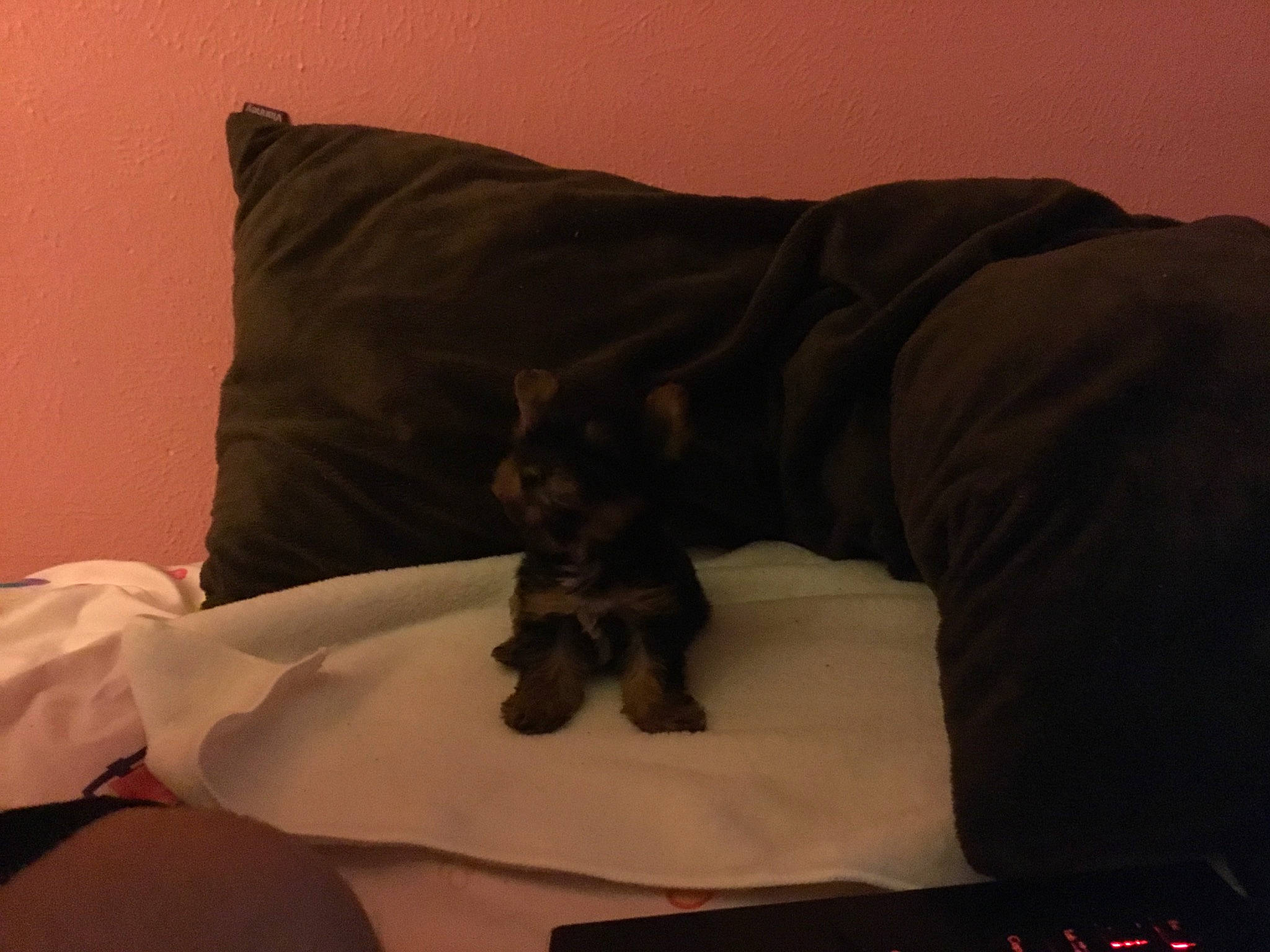 Jack is registered to the contest to win money with this photo: bed, canidae, carnivore, cat, comfort, dog_breed, felidae, furniture, guard_dog, linens, miniature_schnauzer, nap, puppy, sleep, sporting_group