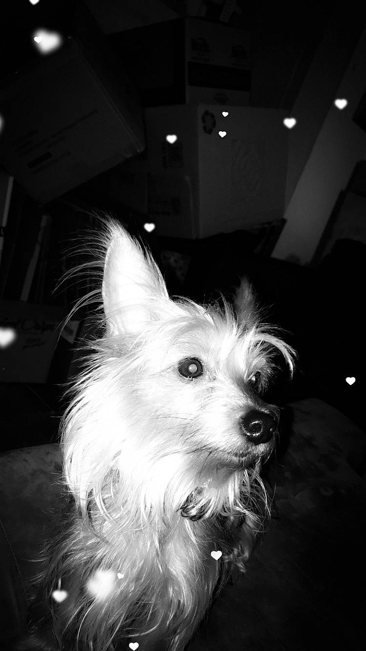 Princess joined the competition — help win amazing prizes! australian_terrier, black, black_and_white, cairn_terrier, canidae, carnivore, chinese_crested_dog, companion_dog, dog, dog_breed, ear, mammal, monochrome, puppy, small_terrier, snout, terrier, vertebrate, west_highland_white_terrier, yorkshire_terrier