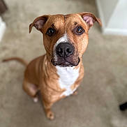 Butchy joined the competition — help win amazing prizes! dog, brown_dog, white_chest, pet, indoor, carpet, looking_up, ears_up, canine, animal, sitting, attentive, household, companion, friendly, mammal, domestic, cute, nose, tail