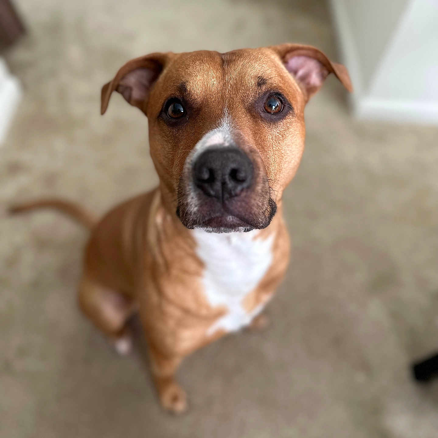 Butchy joined the competition — help win amazing prizes! animal, attentive, brown_dog, canine, carpet, companion, cute, dog, domestic, ears_up, friendly, household, indoor, looking_up, mammal, nose, pet, sitting, tail, white_chest