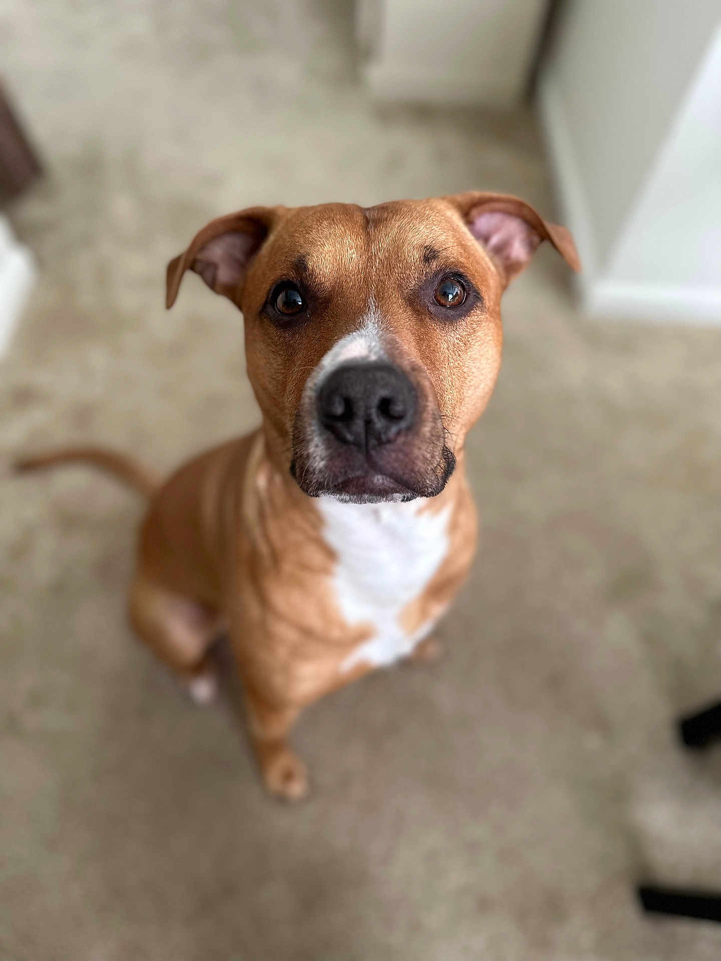Butchy joined the competition — help win amazing prizes! dog, brown_dog, white_chest, pet, indoor, carpet, looking_up, ears_up, canine, animal, sitting, attentive, household, companion, friendly, mammal, domestic, cute, nose, tail