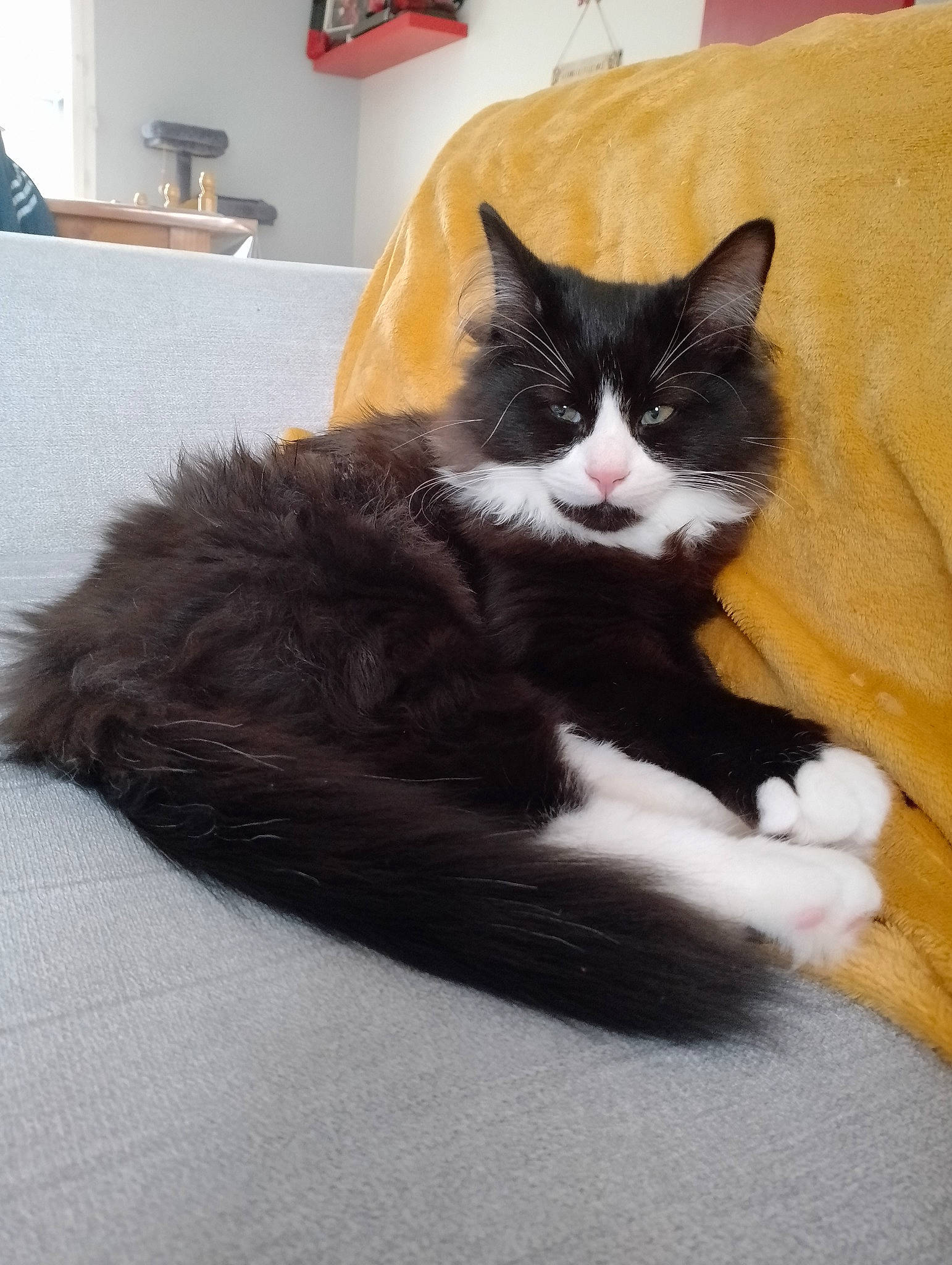 Boo participe au concours pour gagner de l'argent avec cette photo : black_cat, box, carnivore, cat, claw, comfort, domestic_short_haired_cat, felidae, flooring, formal_wear, fur, grey, hardwood, paw, room, sitting, small_to_medium_sized_cats, snout, tail, whiskers