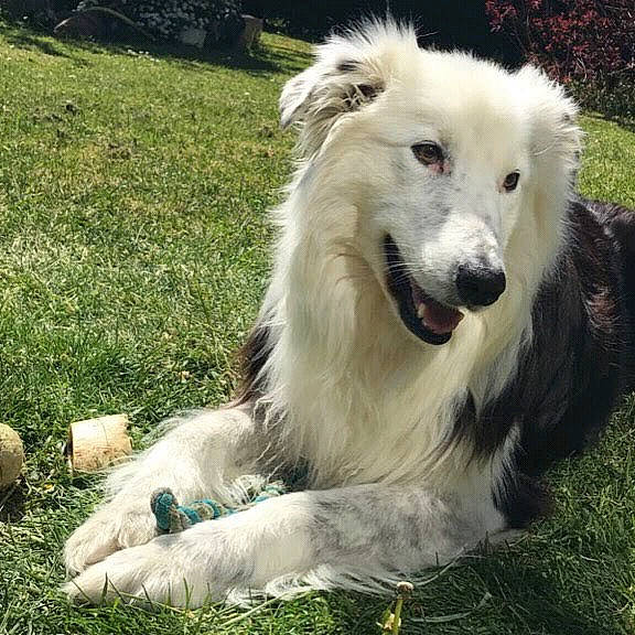 Uno participe au concours pour gagner de l'argent avec cette photo : canidae, carnivore, companion_dog, dog, dog_breed, fang, fur, grass, groundcover, herding_dog, plant, snout, sporting_group, terrestrial_animal, working_dog