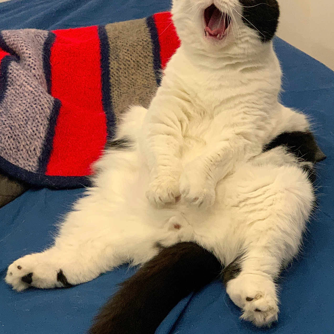 Shadow participe au concours pour gagner de l'argent avec cette photo : animal, black_and_white, blue_blanket, cat, cozy, cute, feline, fluffy, fur, home, indoor, knitted_blanket, mouth_open, paw, pet, relaxed, sitting, tail, whiskers, yawning