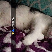 Oreo joined the competition — help win amazing prizes! cat, kitten, sleeping, sleepy, pet, animal, white_fur, fluffy, blanket, bed, indoors, cozy, nap, relaxed, cute, paw, closed_eyes, portrait, text_overlay, emoji