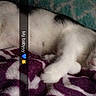 cat, kitten, sleeping, sleepy, pet, animal, white_fur, fluffy, blanket, bed, indoors, cozy, nap, relaxed, cute, paw, closed_eyes, portrait, text_overlay, emoji