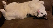 Oreo is registered to the contest to win money with this photo: cat, pet, indoor, couch, brown_couch, white_fur, black markings, lying_down, upside_down, relaxed, funny_pose, green_eyes, whiskers, tail, paws, remote_control, living_room, string_lights, heater, text_overlay