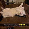 cat, pet, indoor, couch, brown_couch, white_fur, black markings, lying_down, upside_down, relaxed, funny_pose, green_eyes, whiskers, tail, paws, remote_control, living_room, string_lights, heater, text_overlay