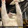 Oreo is registered to the contest to win money with this photo: cat, white_cat, fluffy, pet, animal, lying_down, on_back, raised_paws, pink_paw_pads, relaxed, sleeping, funny, cute, indoor, couch, blanket, leather, tile_floor, snapchat, text_overlay