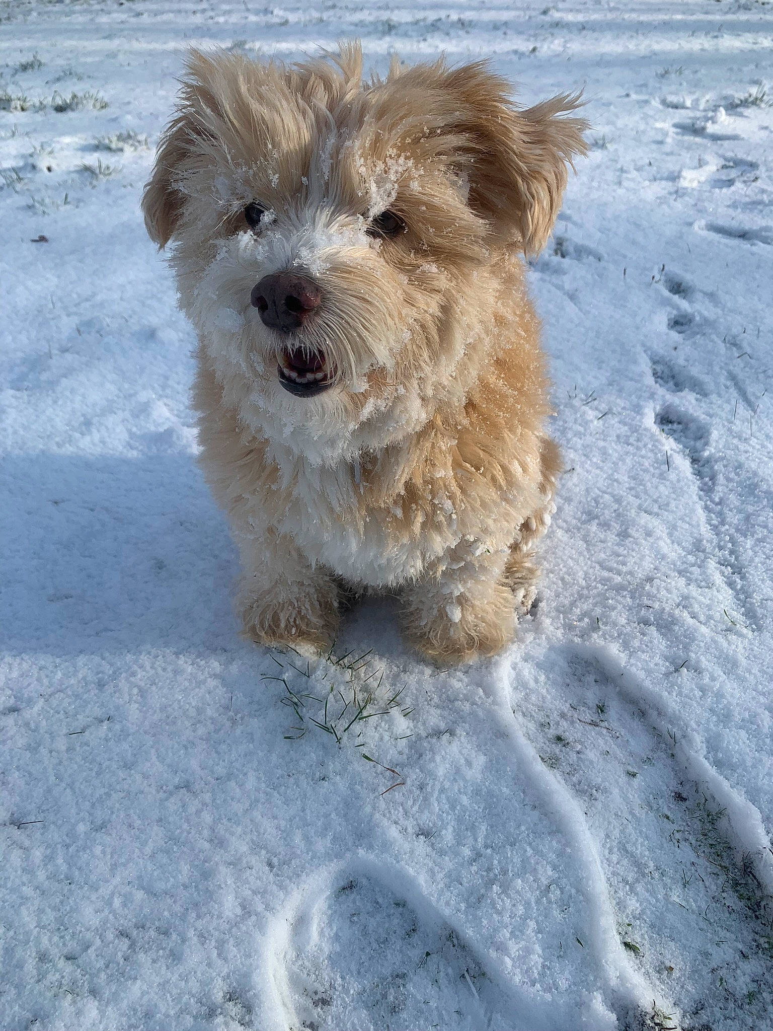 La Pepette participe au concours pour gagner de l'argent avec cette photo : canidae, carnivore, companion_dog, dog, dog_breed, dog_collar, freezing, fur, goldendoodle, labradoodle, maltepoo, poodle_crossbreed, small_terrier, snout, snow, sporting_group, tail, terrier, toy_dog, winter