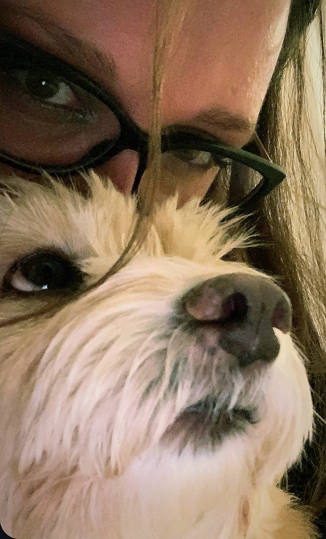 La Pepette a rejoint le concours — aidez-le/la à gagner de superbes lots ! beard, biewer_terrier, canidae, carnivore, companion_dog, dog, dog_breed, ear, eyewear, fur, liver, schnauzer, small_terrier, snout, sporting_group, standard_schnauzer, terrier, toy_dog, vertebrate, working_animal