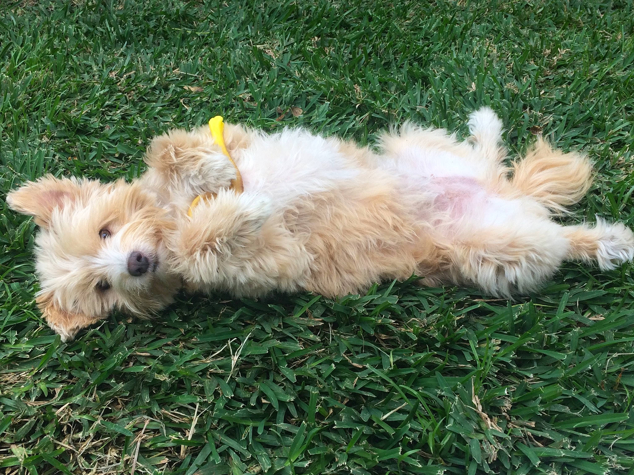 La Pepette a rejoint le concours — aidez-le/la à gagner de superbes lots ! australian_terrier, canidae, carnivore, cockapoo, companion_dog, dog, dog_breed, fawn, fur, grass, labradoodle, maltepoo, non_sporting_group, plant, small_terrier, sporting_group, tail, terrier, toy_dog, water_dog