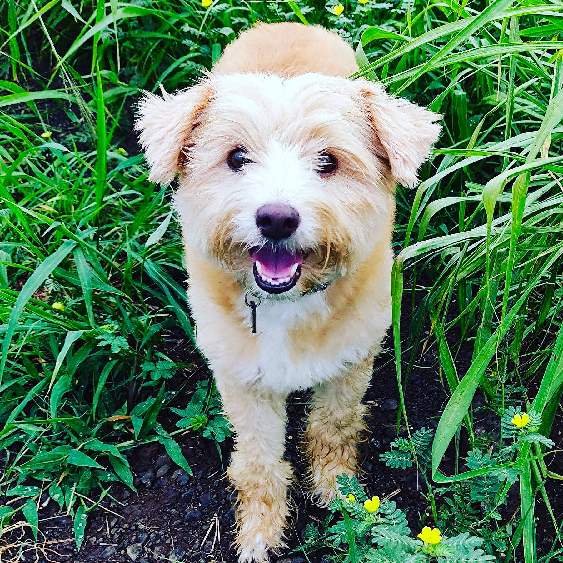 La Pepette participe au concours pour gagner de l'argent avec cette photo : canidae, carnivore, collar, companion_dog, dog, dog_breed, dog_clothes, dog_collar, dog_supply, fawn, grass, groundcover, plant, small_terrier, snout, sporting_group, terrestrial_plant, terrier, toy_dog, working_animal