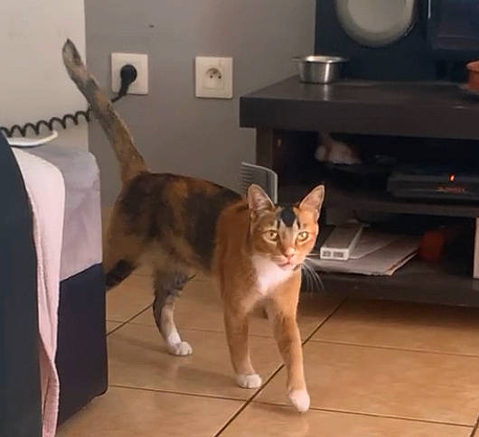 Pirate a rejoint le concours — aidez-le/la à gagner de superbes lots ! canidae, carnivore, cat, comfort, couch, domestic_short_haired_cat, fawn, felidae, floor, flooring, fur, hardwood, picture_frame, room, small_to_medium_sized_cats, snout, tail, varnish, whiskers, wood