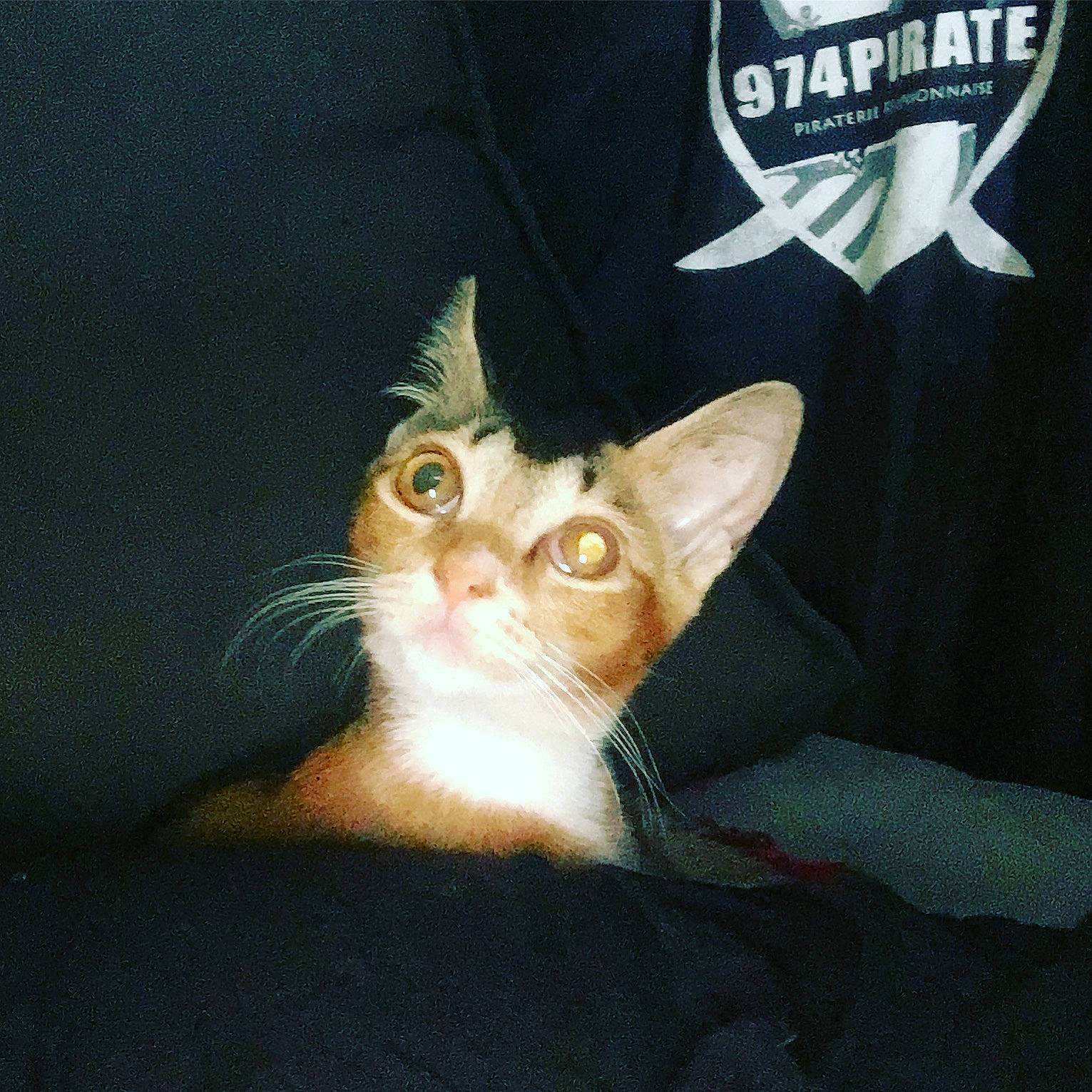 Pirate a rejoint le concours — aidez-le/la à gagner de superbes lots ! carnivore, cat, comfort, domestic_short_haired_cat, eye, fawn, felidae, fur, head, logo, paw, sitting, sleeve, small_to_medium_sized_cats, snout, tail, whiskers, window