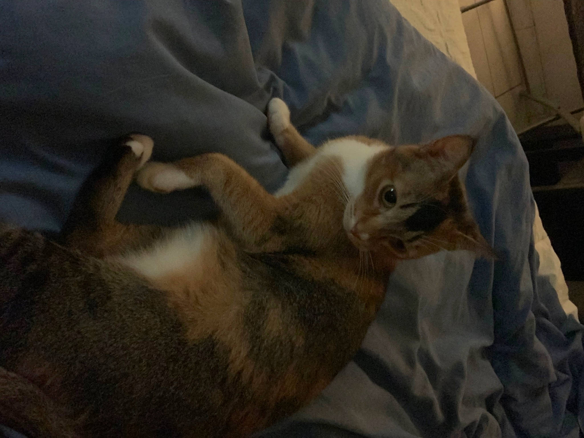 Pirate participe au concours pour gagner de l'argent avec cette photo : canidae, carnivore, cat, claw, comfort, domestic_short_haired_cat, felidae, fur, linens, nap, paw, sleep, small_to_medium_sized_cats, snout, tail, whiskers, wood