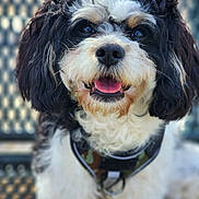 Jax joined the competition — help win amazing prizes! dog, cute, smiling, fluffy, black_and_white, collar, pet, animal, portrait, close_up, happy, tongue_out, fur, canine, outdoor, friendly, domestic_animal, tag, curly_fur, background_blur