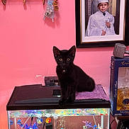 Odin joined the competition — help win amazing prizes! black_cat, kitten, fish_tank, aquarium, colorful_gravel, decorations, pink_wall, keychains, framed_photo, graduation_photo, young_boy, home_interior, pet, curious, sitting, furniture, glass_tank, toy_figure, purple_cloth, indoor