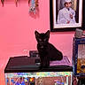 black_cat, kitten, fish_tank, aquarium, colorful_gravel, decorations, pink_wall, keychains, framed_photo, graduation_photo, young_boy, home_interior, pet, curious, sitting, furniture, glass_tank, toy_figure, purple_cloth, indoor