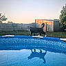 cat, fluffy_cat, animal, pet, outdoor, backyard, swimming_pool, water, reflection, sunset, evening, grass, garden, wall, brick_building, trees, whiskers, striped_fur, raised_tail, walking