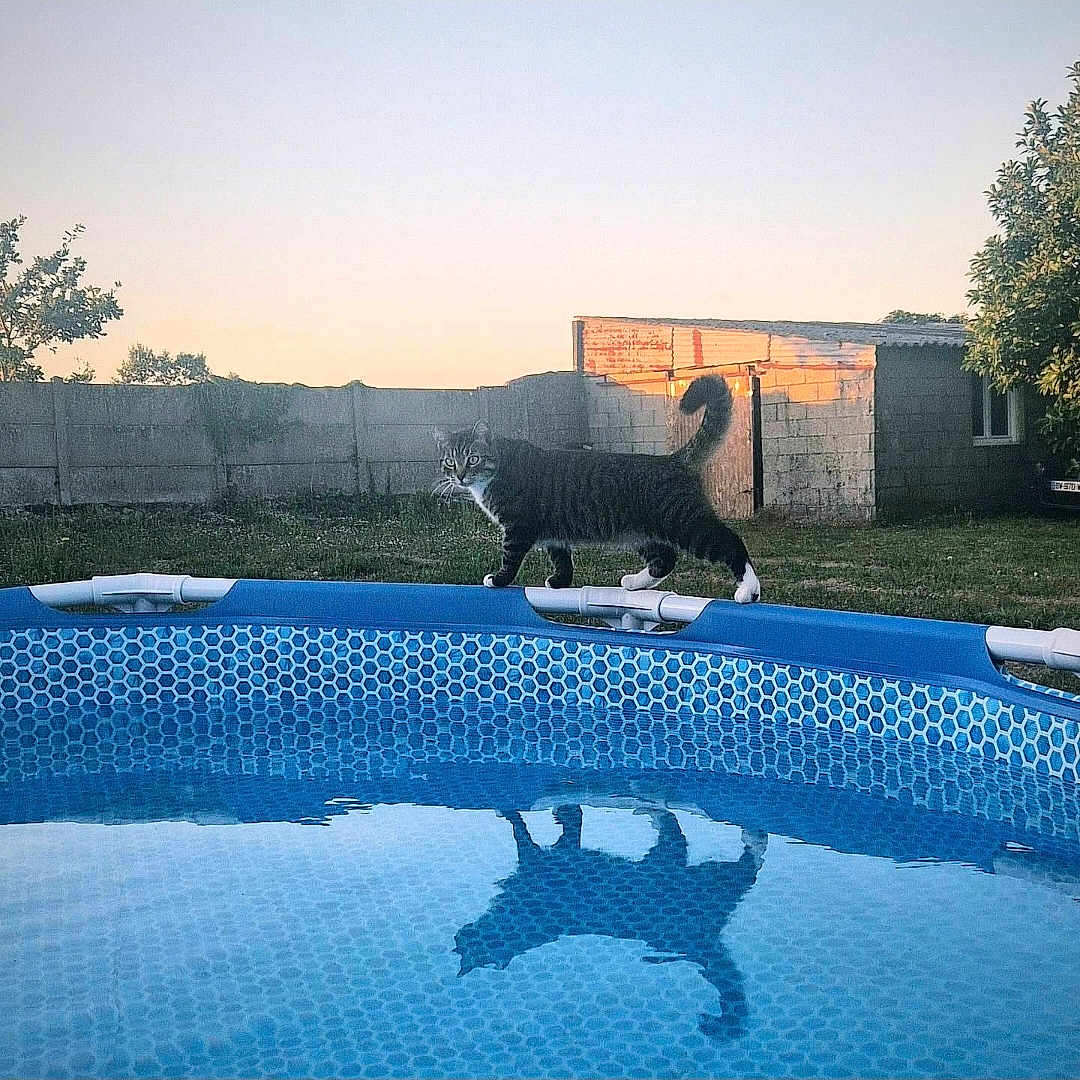 Chaussette participe au concours pour gagner de l'argent avec cette photo : cat, fluffy_cat, animal, pet, outdoor, backyard, swimming_pool, water, reflection, sunset, evening, grass, garden, wall, brick_building, trees, whiskers, striped_fur, raised_tail, walking