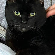 Storm joined the competition — help win amazing prizes! black_cat, cat, green_eyes, pet, animal, feline, domestic_cat, whiskers, ears, fur, relaxing, indoor, hand, couch, cozy, close_up, looking_at_camera, resting, comfort, companion