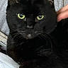 black_cat, cat, green_eyes, pet, animal, feline, domestic_cat, whiskers, ears, fur, relaxing, indoor, hand, couch, cozy, close_up, looking_at_camera, resting, comfort, companion